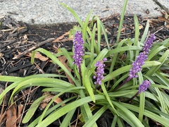 Liriope