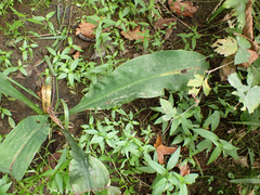 Lysichiton americanus