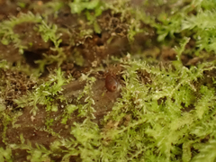 Cephalozia bicuspidata