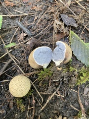Scleroderma areolatum