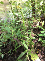 Platanthera flava flava