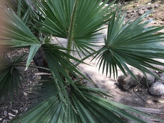 Arecaceae