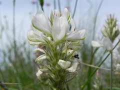 Onobrychis alba