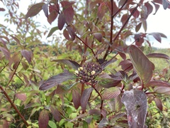 Cornus sericea occidentalis