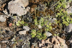 Hypochaeris achyrophorus