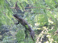 Hydrosaurus amboinensis