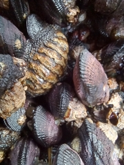 Chiton granosus