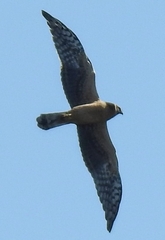 Circus macrourus