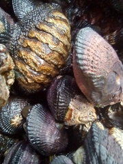 Chiton granosus