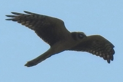 Circus macrourus