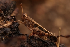 Aiolopus strepens