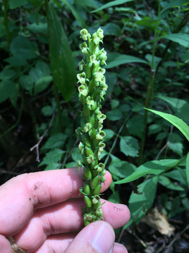 Platanthera flava