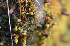 Encalypta streptocarpa