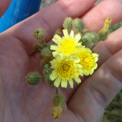 Andryala integrifolia