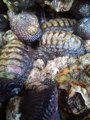 Chiton granosus