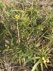 Stillingia texana