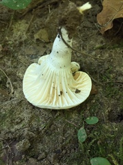 Lactifluus
