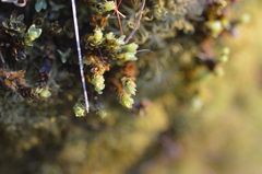 Encalypta streptocarpa