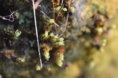 Encalypta streptocarpa