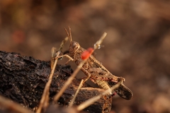 Aiolopus strepens