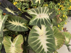 Colocasia