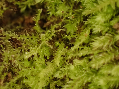 Cephalozia bicuspidata