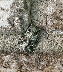 Lacinipolia laudabilis