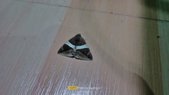 Bastilla crameri