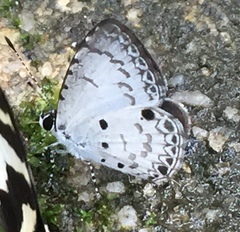 Megisba malaya sikkima