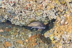 Sciaena umbra