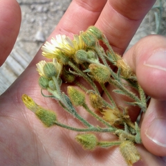 Andryala integrifolia
