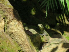 Hydrosaurus amboinensis