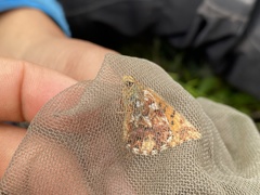 Boloria chariclea
