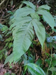 Tectaria polymorpha