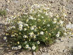 Tripleurospermum maritimum