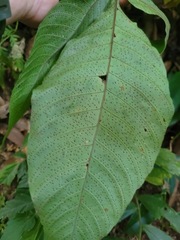 Tectaria polymorpha