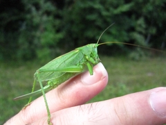 Tettigonia cantans