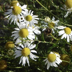 Tripleurospermum maritimum