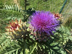 Cynara cardunculus