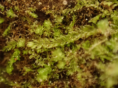 Cephalozia bicuspidata