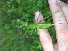 Tettigonia cantans