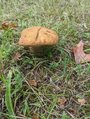 Leccinellum rugosiceps