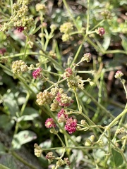 Boerhavia coccinea