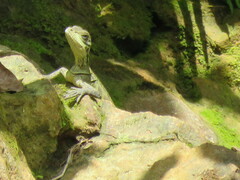 Hydrosaurus amboinensis