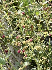 Boerhavia coccinea