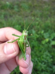 Tettigonia cantans