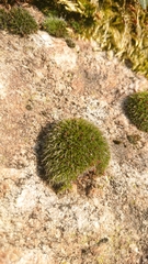 Grimmia