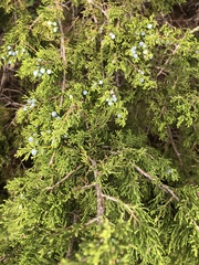 Juniperus ashei