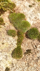 Grimmia