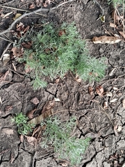 Artemisia austriaca